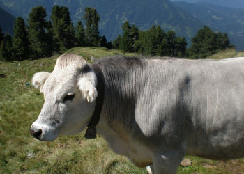 sommer familienurlaub auf dem bauernhof jerzens pitztal